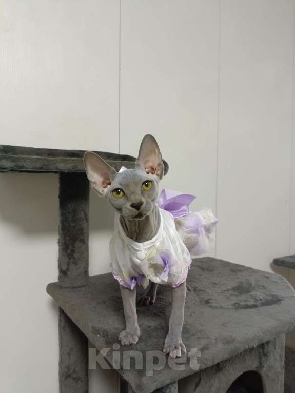 Кошки в Москве: Голубые эксклюзивные эльфы сфинксы Девочка, 180 000 руб. - фото 5
