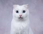 Кошки в Москве: Белая голубоглазая вислоухая кошка Поэзия в дар Девочка, 1 руб. - фото 4