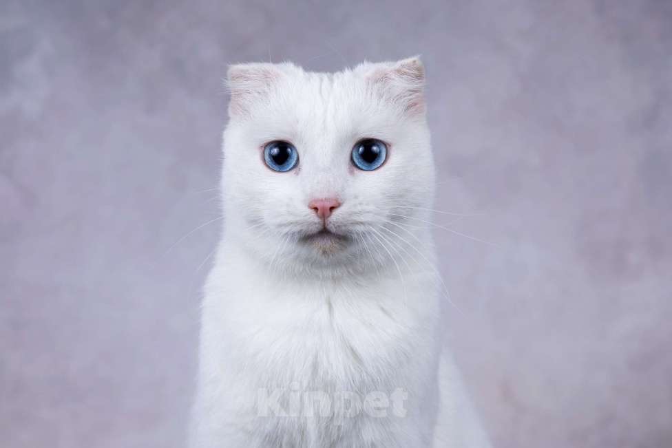 Кошки в Москве: Белая голубоглазая вислоухая кошка Поэзия в дар Девочка, 1 руб. - фото 4