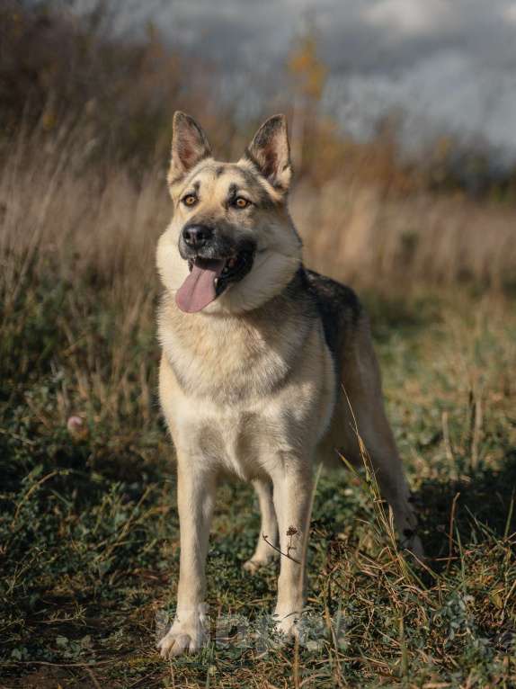 Собаки в Москве: Дрессированная овчарка в дар Девочка, Бесплатно - фото 4