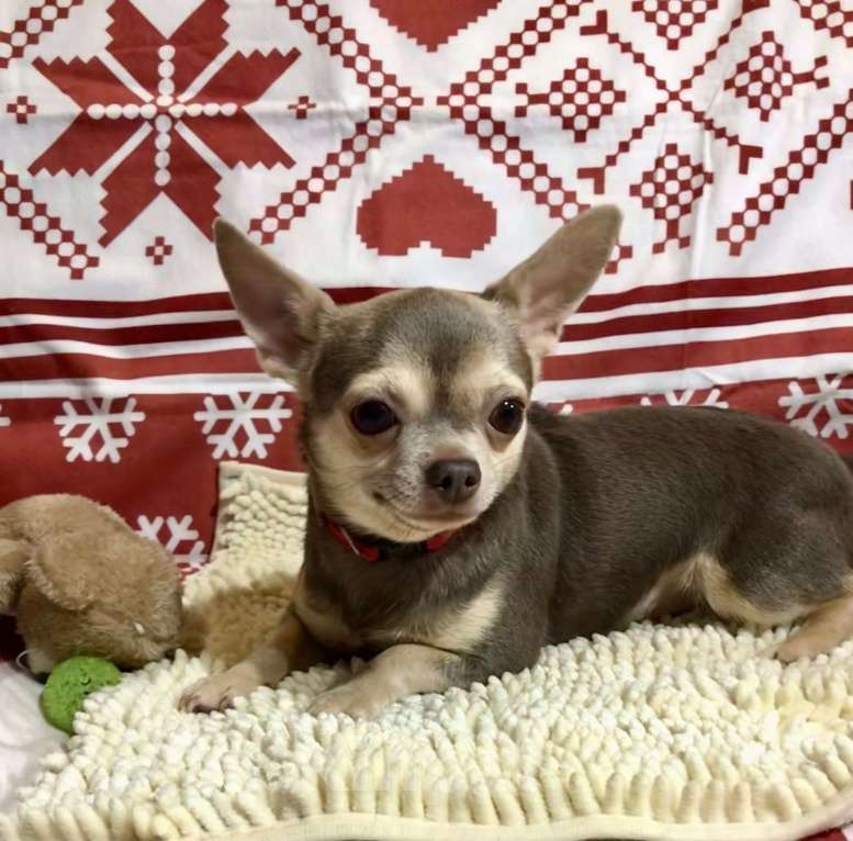 Собаки в Москве: Продаётся лилово-подпалая чихуахуа Девочка, 40 000 руб. - фото 2