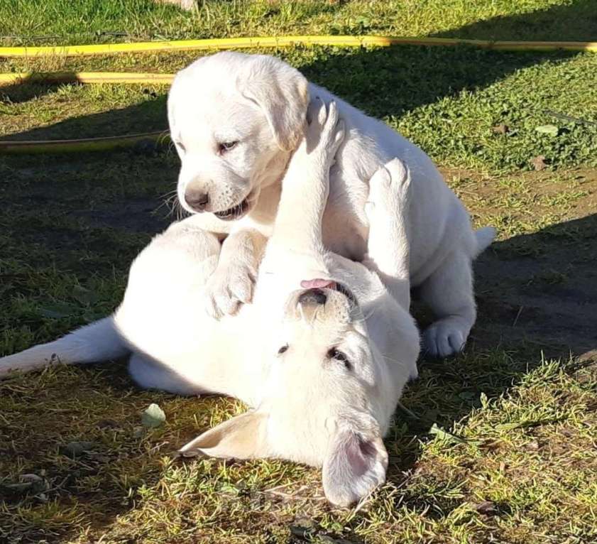 Собаки в Сыктывкаре: Лабродетки Мальчик, 45 000 руб. - фото 1