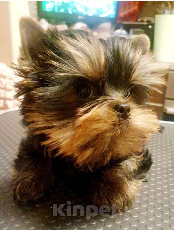 Собаки в Москве: Щенок йоркширского терьера Мальчик, 55 000 руб. - фото 5