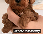 Собаки в Егорьевске: Щенки пуделя ред браун миниатюра Девочка, 60 000 руб. - фото 8