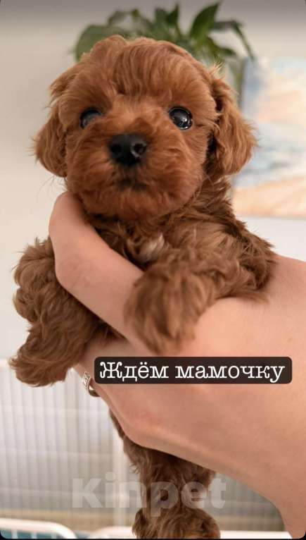 Собаки в Егорьевске: Щенки пуделя ред браун миниатюра Девочка, 60 000 руб. - фото 8
