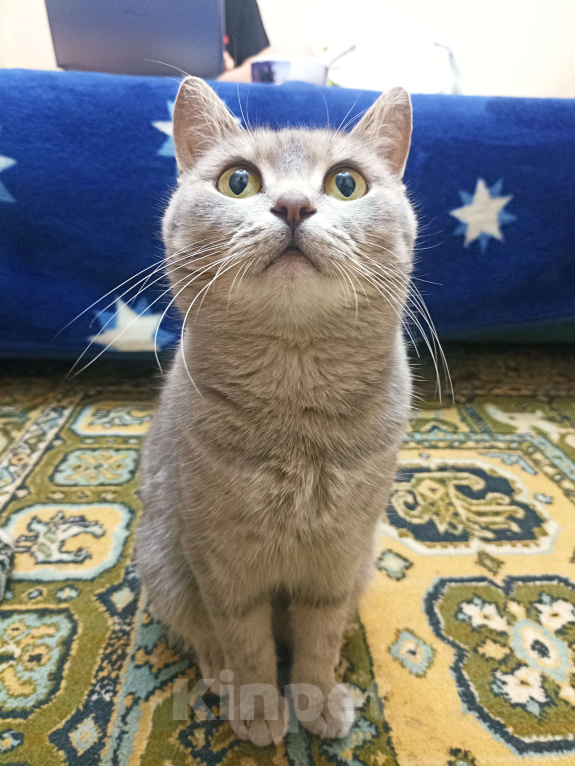 Кошки в Саратове: Отдам кошечку  Девочка, Бесплатно - фото 2