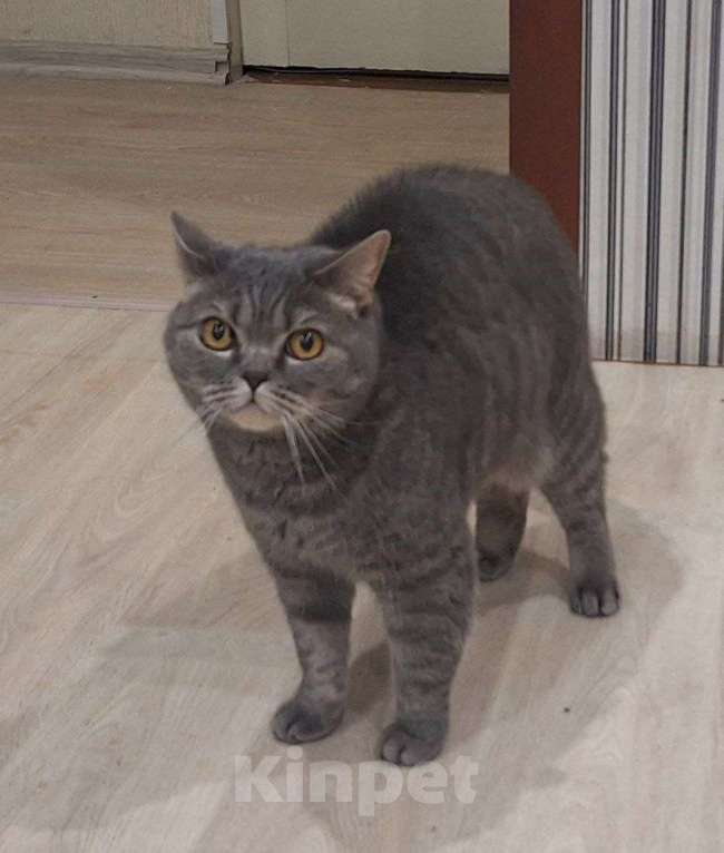 Кошки в Братске: кошку в добрые руки  Девочка, Бесплатно - фото 1