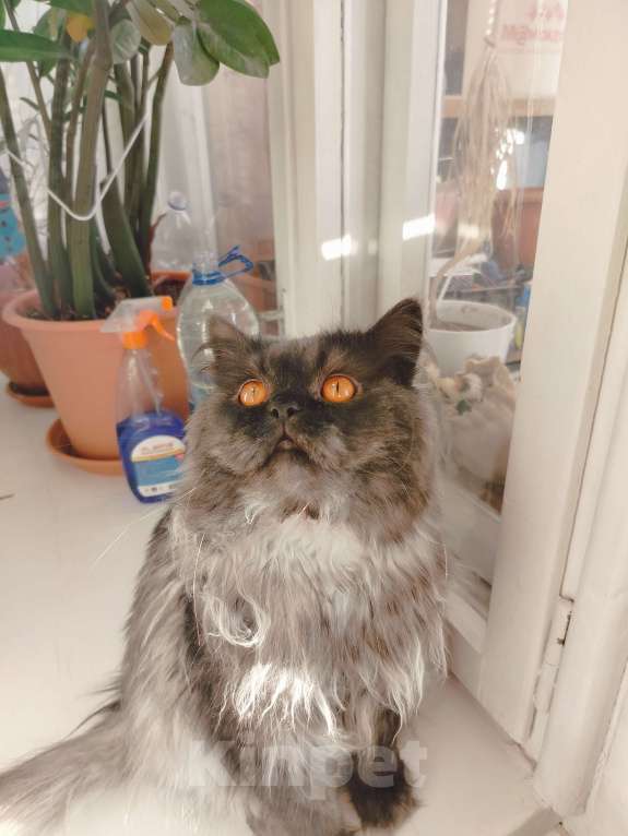 Кошки в Екатеринбурге: Отдам котика в добрые руки Мальчик, Бесплатно - фото 3