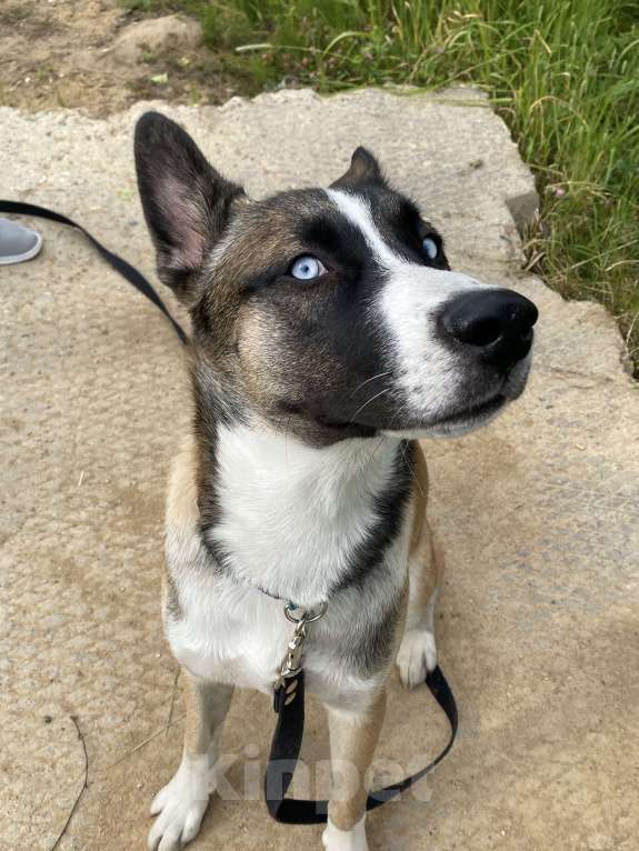 Собаки в Москве: Метис Лайки в добрые руки  Мальчик, Бесплатно - фото 2