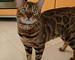 Кошки в Собинке: Бенгальские котята с документами, 20 000 руб. - фото 4