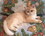 Кошки в Касимове: Британец., 100 руб. - фото 6