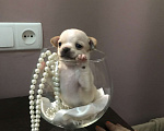 Собаки в Орле: Продам щенков чихуашечек мини Мальчик, 1 руб. - фото 1