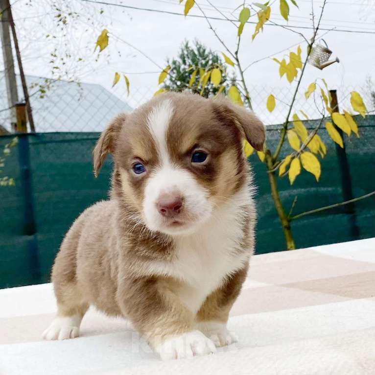 Собаки в Москве: Щенки вельш-корги кардиган Девочка, 40 000 руб. - фото 9