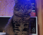 Кошки в Санкт-Петербурге: Потерялся кот Мальчик, 10 000 руб. - фото 1