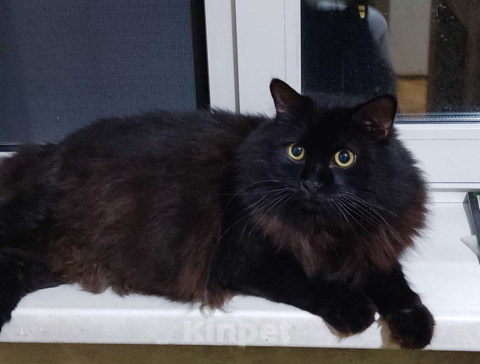 Кошки в Москве: Котик в добрые руки  Мальчик, Бесплатно - фото 1