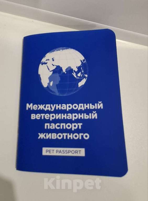 Кошки в Казани: Отдам в добрые руки,бесплатно Девочка, Бесплатно - фото 4