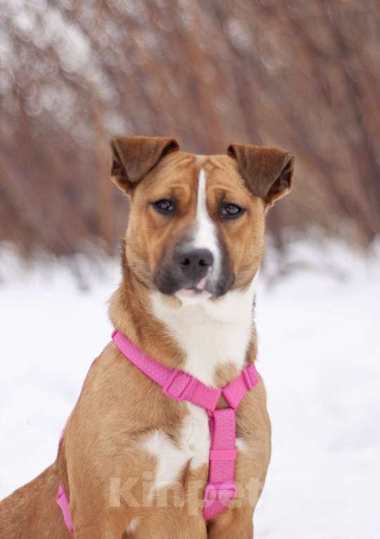 Собаки в Москве: Карри я яркой внешностью и нежной душой, мечтает о настоящей семье Девочка, Бесплатно - фото 1