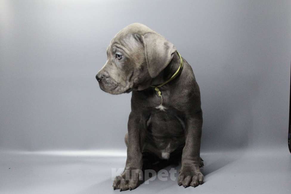 Собаки в Москве: Щенки Кане-корсо Девочка, 35 000 руб. - фото 1