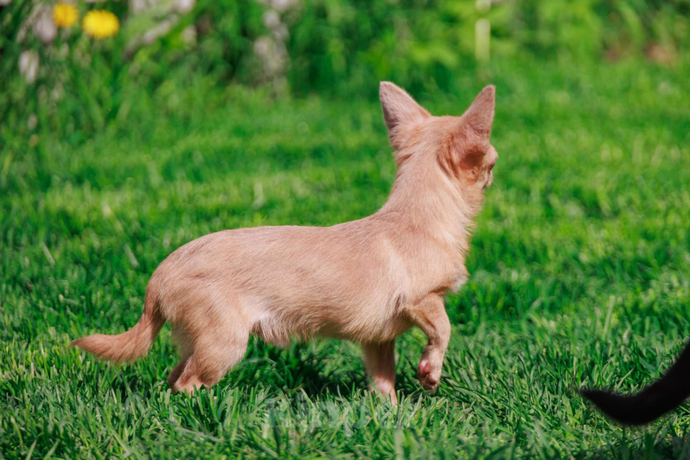 Собаки в Москве: Мальчик микро размера Мальчик, 27 000 руб. - фото 4