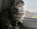 Кошки в Ростове-на-Дону: Шотландские вислоухие котята Девочка, 6 000 руб. - фото 3