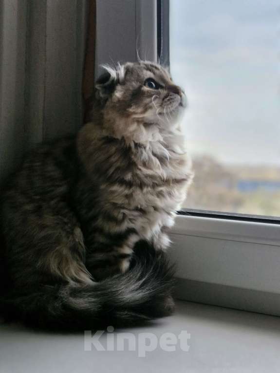 Кошки в Ростове-на-Дону: Шотландские вислоухие котята Девочка, 6 000 руб. - фото 3