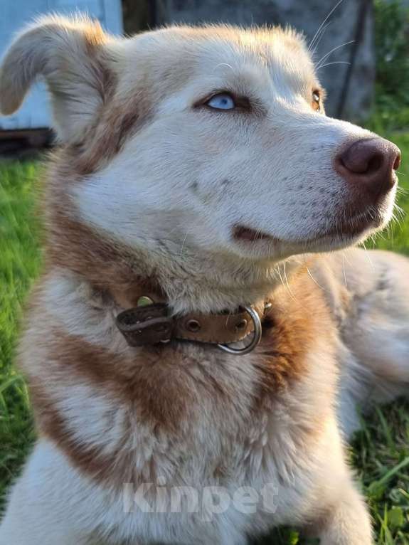 Собаки в Москве: Микрохаски. Разноглазая красавица Девочка, Бесплатно - фото 2