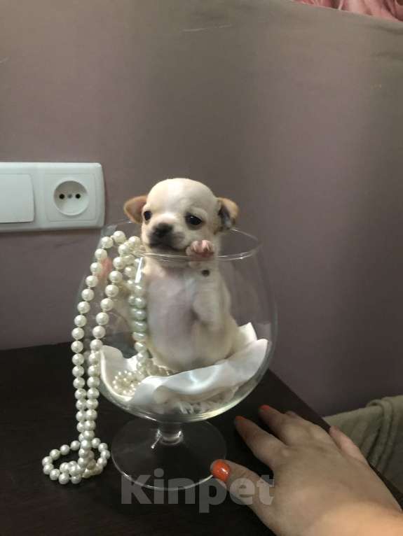 Собаки в Орле: Продам щенков чихуашечек мини Мальчик, 1 руб. - фото 1