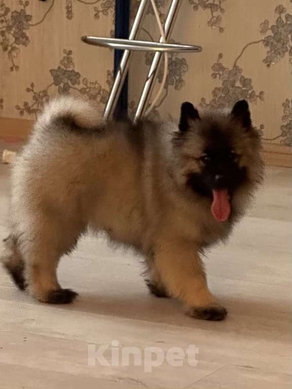 Собаки в Москве: Немецкий вольфшпиц/ кеемхонд Девочка, 100 000 руб. - фото 6