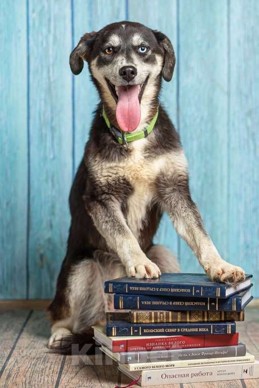 Собаки в Москве: Разноглазый щенок Лора в добрые руки Девочка, 1 руб. - фото 4