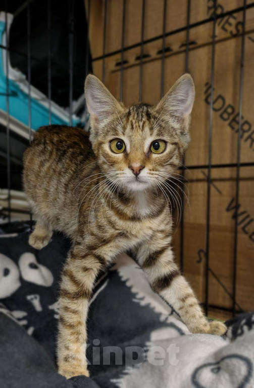 Кошки в Москве: Море позитива каждый день, котёнок в добрые руки  Девочка, Бесплатно - фото 6