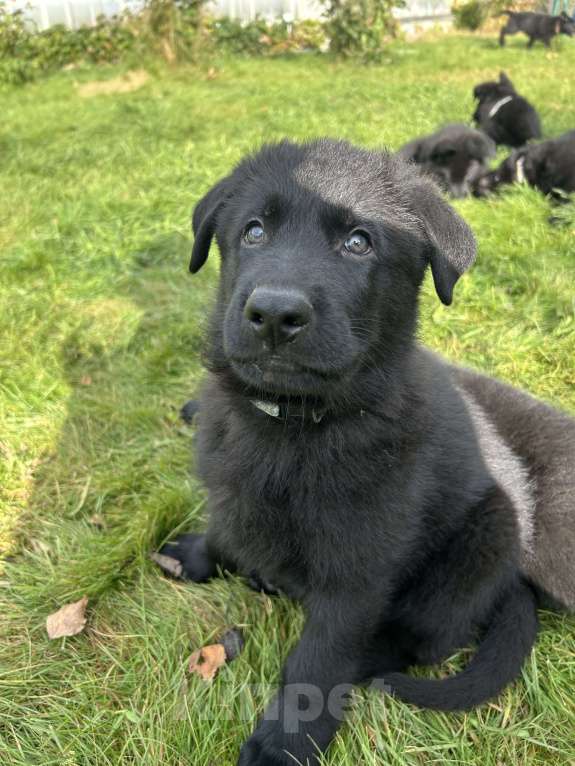 Собаки в Дубне: Иррой ждет своего человека  Мальчик, 70 000 руб. - фото 3