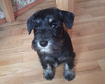 Собаки в Белгороде: Щенки цвергшнауцера Мальчик, Бесплатно - фото 10