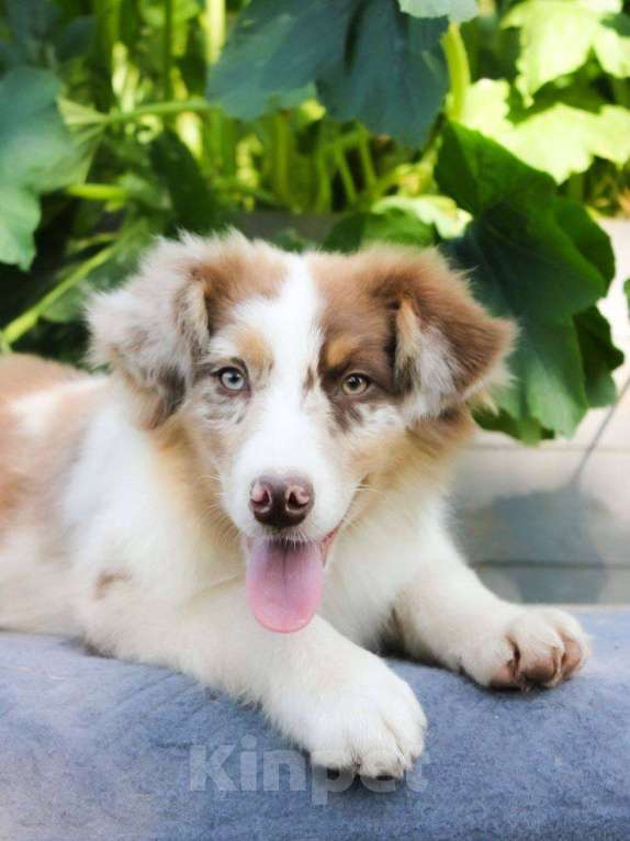 Собаки в Москве: Щенки Австралийской овчарки Мальчик, 65 000 руб. - фото 5