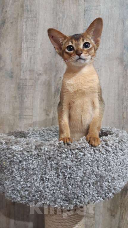 Кошки в Москве: Абиссинская девчушка Девочка, 60 000 руб. - фото 3