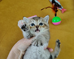 Кошки в Москве: Кошечка ищет добрую хозяйку Девочка, Бесплатно - фото 4