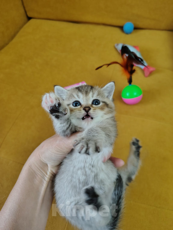 Кошки в Москве: Кошечка ищет добрую хозяйку Девочка, Бесплатно - фото 4