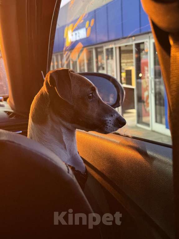 Собаки в Москве: Срочно  Девочка, 5 000 руб. - фото 1