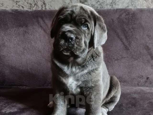 Собаки в Саратове: Кане-корсо Девочка, 70 000 руб. - фото 1