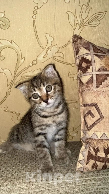 Кошки в Красноярске: Отдам котика в добрые руки Мальчик, Бесплатно - фото 1