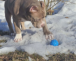 Собаки в других городах Тверской области: Американский булли щенок Мальчик, 100 000 руб. - фото 5