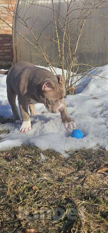 Собаки в других городах Тверской области: Американский булли щенок Мальчик, 100 000 руб. - фото 5
