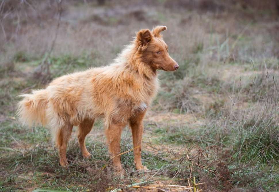 Собаки в Москве: Маленький, жизнерадостный лисёнок в поисках дома! Мальчик, Бесплатно - фото 8