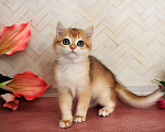 Кошки в Донецке: Британский короткошерстный котенок BRI ny 12 boy Мальчик, 40 000 руб. - фото 3