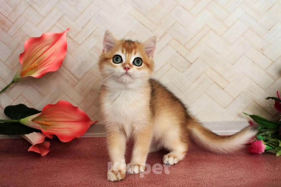 Кошки в Донецке: Британский короткошерстный котенок BRI ny 12 boy Мальчик, 40 000 руб. - фото 3