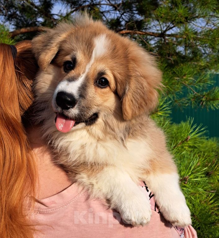 Собаки в Волгодонске: Шикарный мальчишка флаффи Мальчик, 40 000 руб. - фото 1