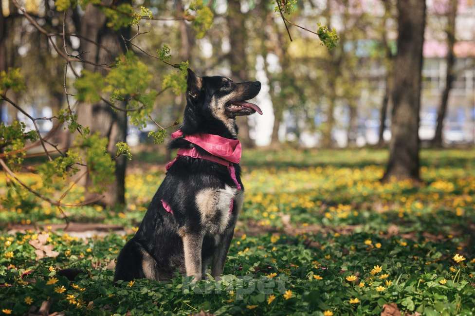 Собаки в Москве: Нежная Нуара в поисках дома Девочка, Бесплатно - фото 10