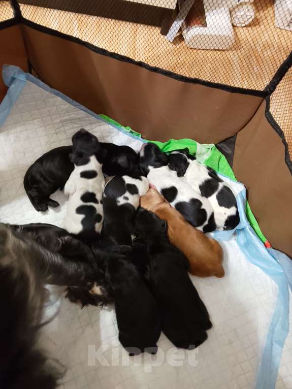 Собаки в других городах Ярославской области: Щенок русского охотничьего спаниеля Разнополые, 10 000 руб. - фото 2