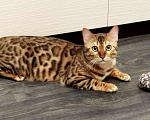 Кошки в Смоленске: Бенгальский котенок Разнополые, 30 000 руб. - фото 3