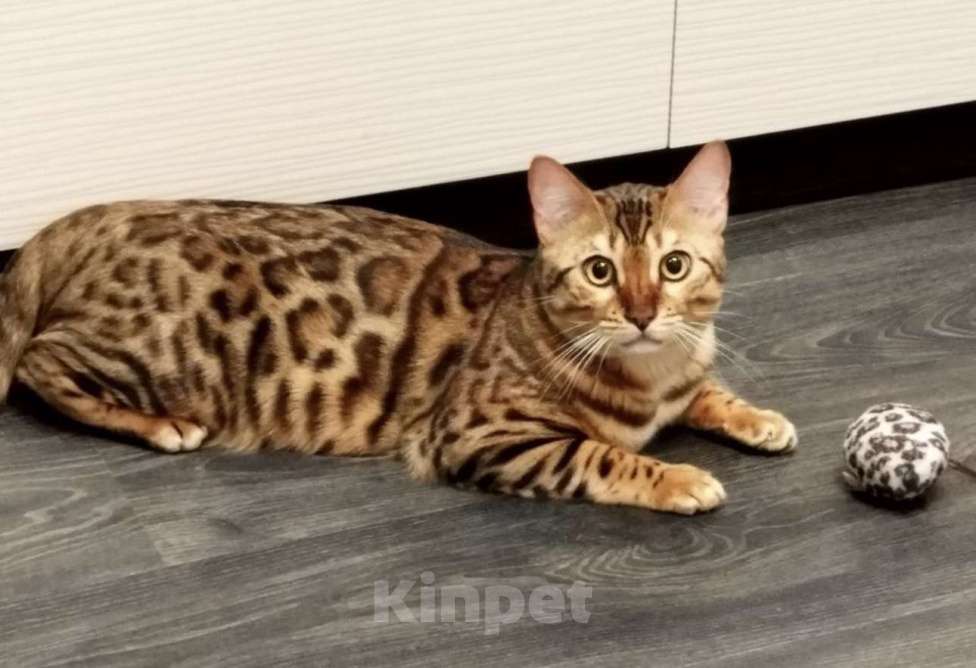 Кошки в Смоленске: Бенгальский котенок Разнополые, 30 000 руб. - фото 3