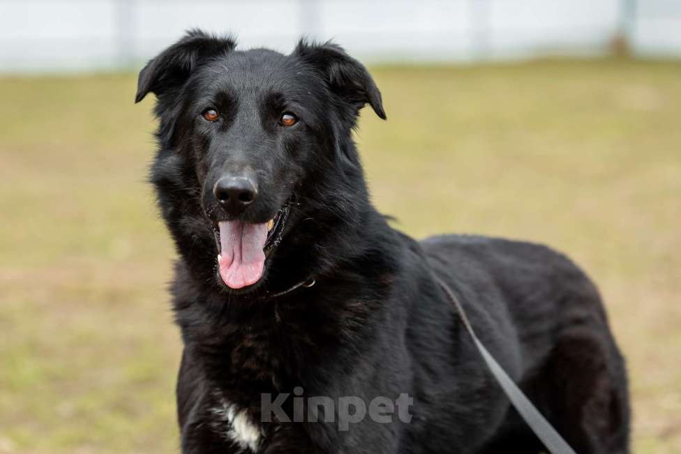 Собаки в Москве: Вальтер Мальчик, Бесплатно - фото 5